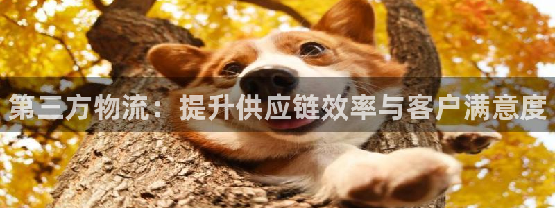 28圈开奖预测