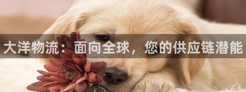 加拿大28圈注册链接：大洋物流：面向