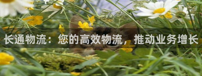 28圈黑吗：长通物流：您的高效物流，