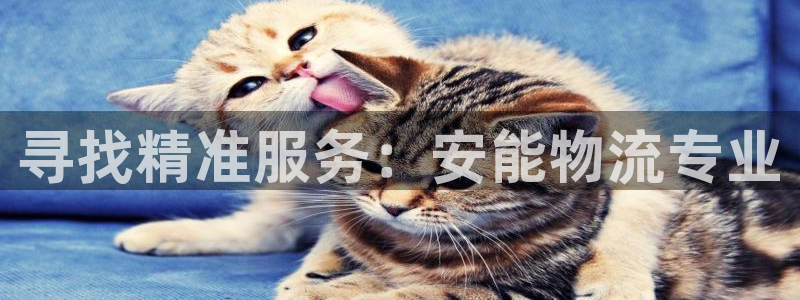 28圈注册问一问：寻找精准服务：安能物流专业